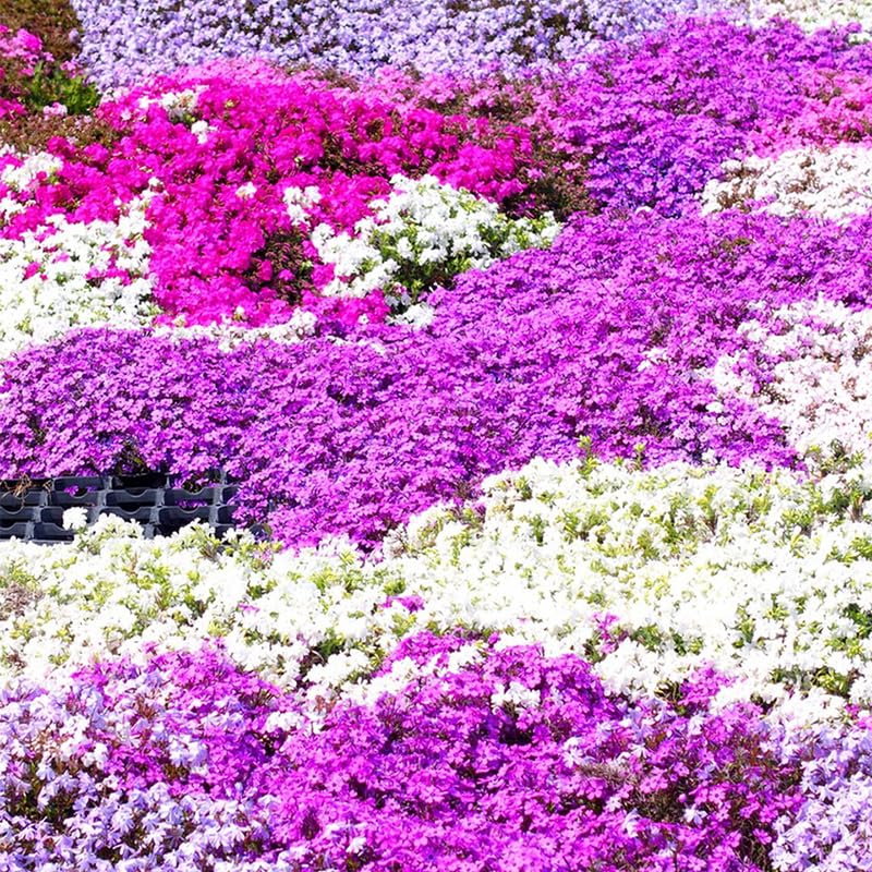 Creeping Phlox flowers blooming in a garden