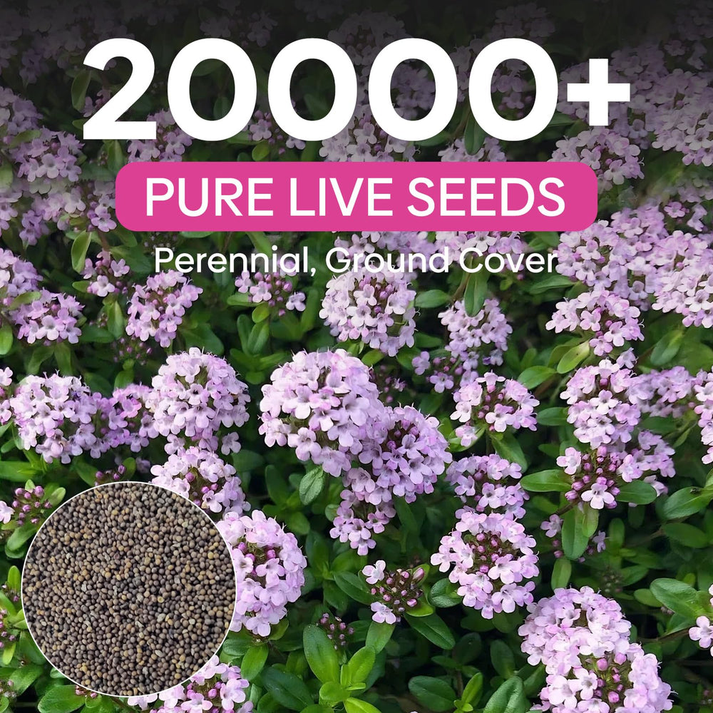 Creeping thyme flowers in light purple blooming in garden