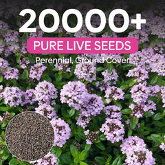 Creeping thyme flowers in light purple blooming in garden