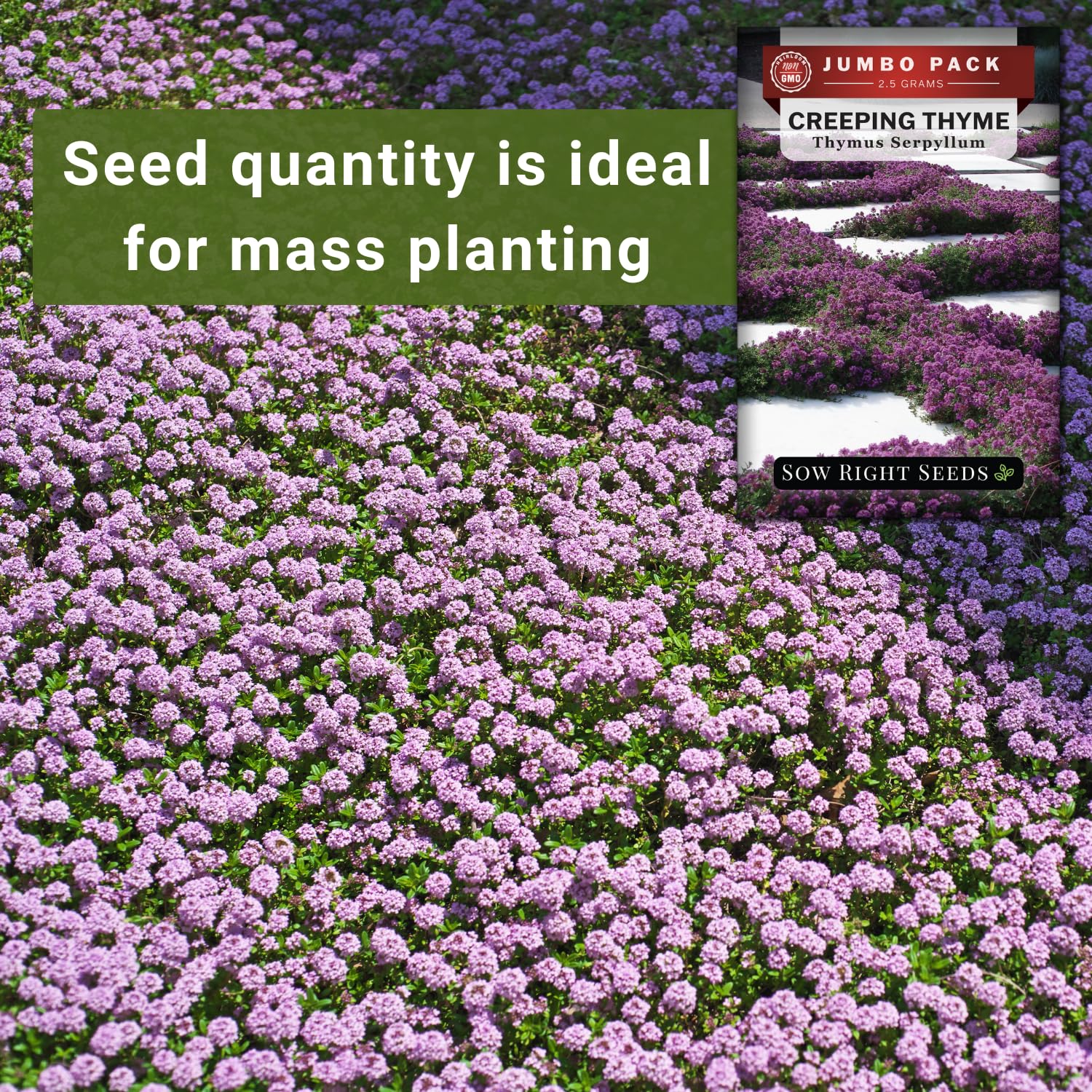 Creeping Thyme ground cover with butterflies