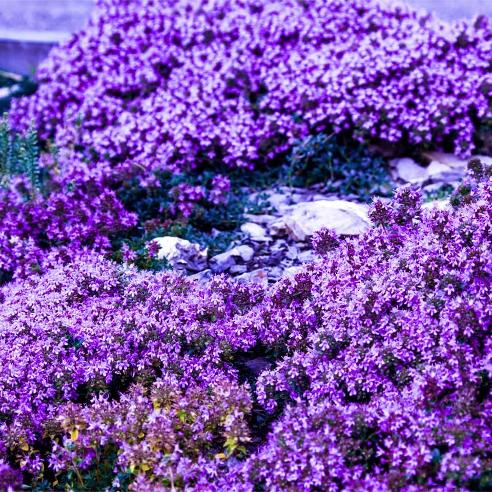 Creeping thyme growing between stepping stones
