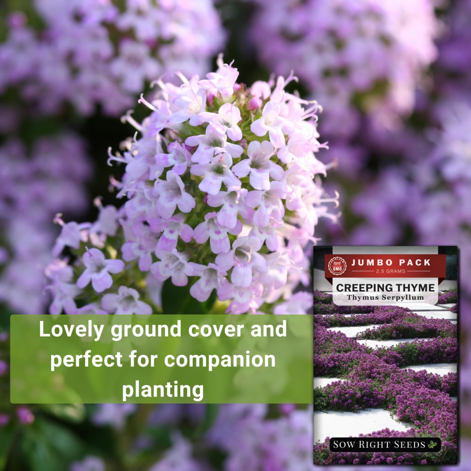 Creeping Thyme plants growing in a sunny garden