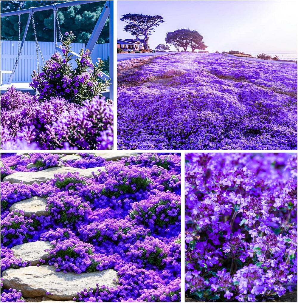 Creeping thyme plants in a sunny garden