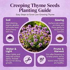 Creeping thyme seeds being sown in garden soil