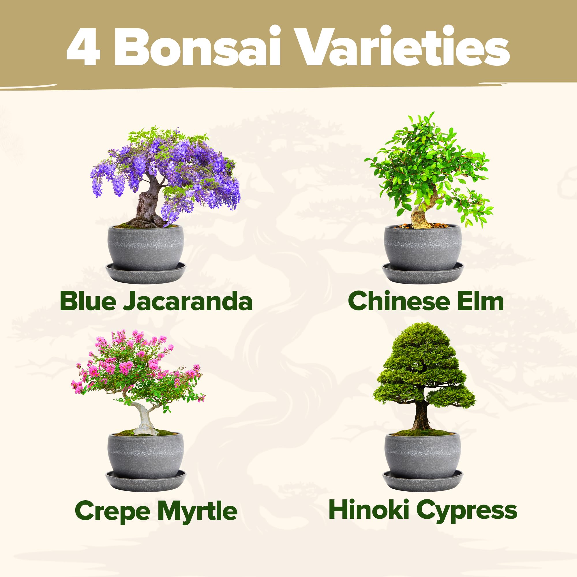 Crepe Myrtle bonsai tree showcasing vibrant flowers