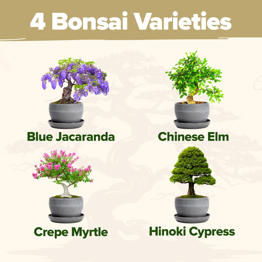 Crepe Myrtle bonsai tree showcasing vibrant flowers