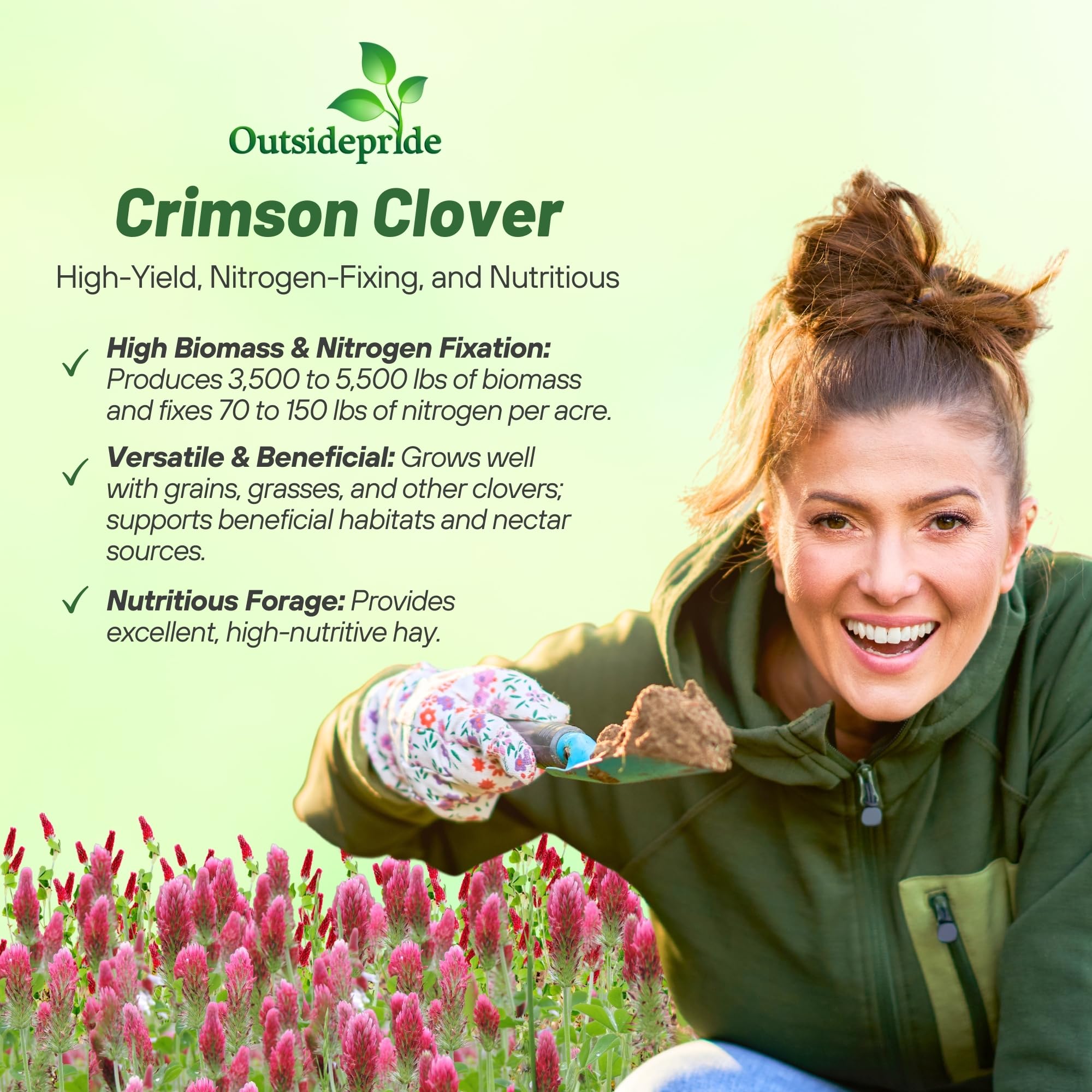 Crimson Clover blooming in garden setting
