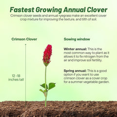 Crimson Clover growing in a garden
