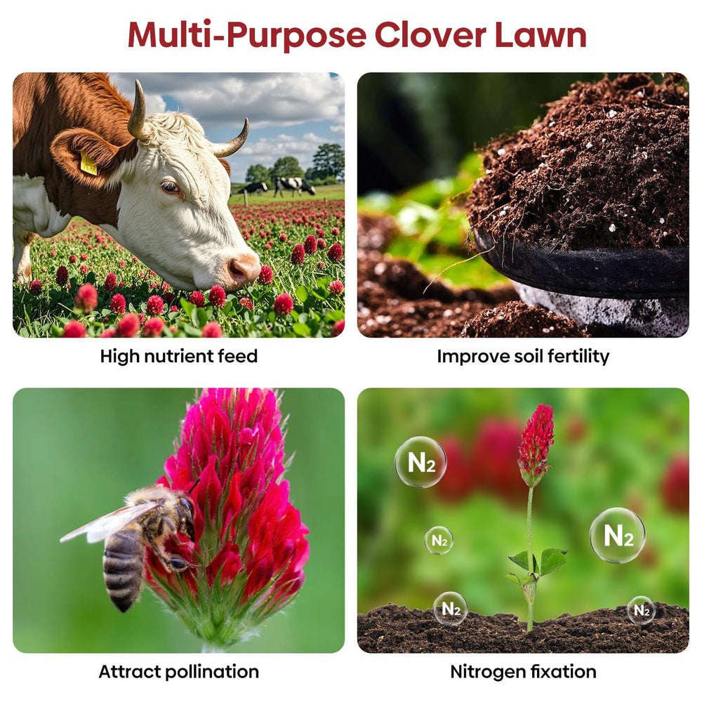 Crimson clover seed sowing process in garden