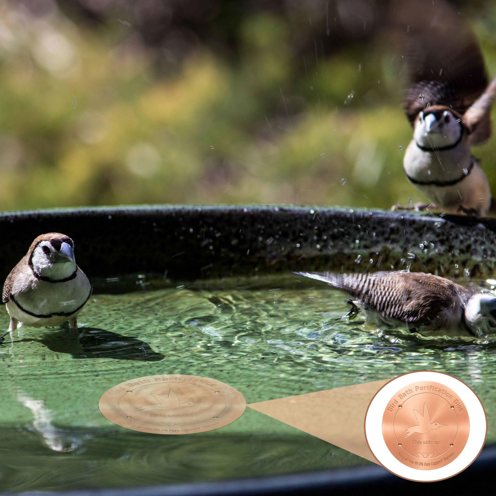 CTTZCKJ Copper Bird Bath Disk with water reflection