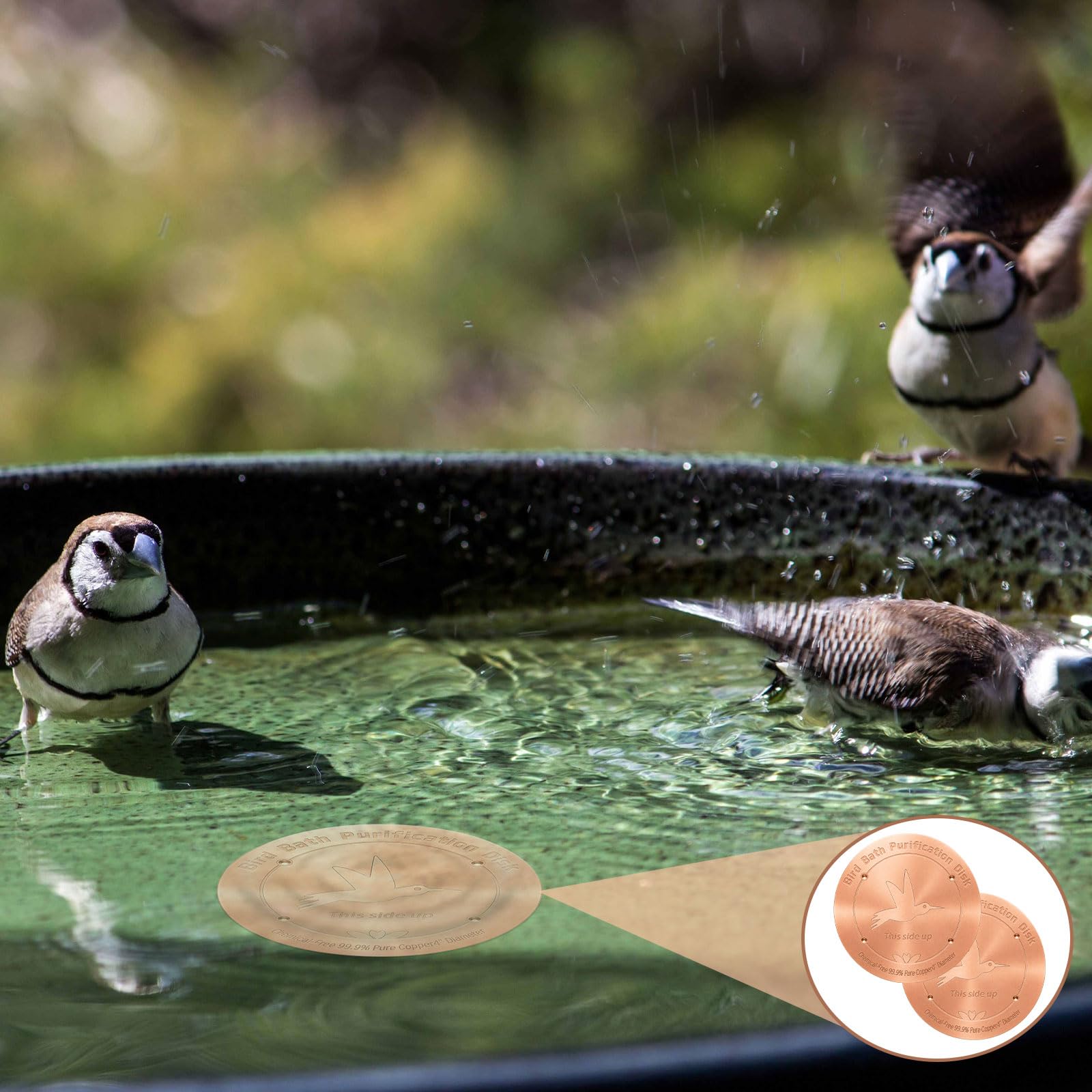 CTTZCKJ Copper Bird Bath Purification Disk placed in a bowl