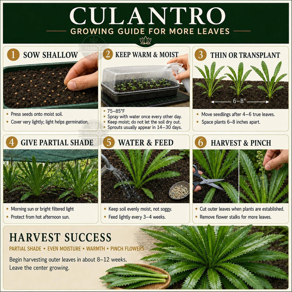 Culantro plants growing in a container on a sunny windowsill