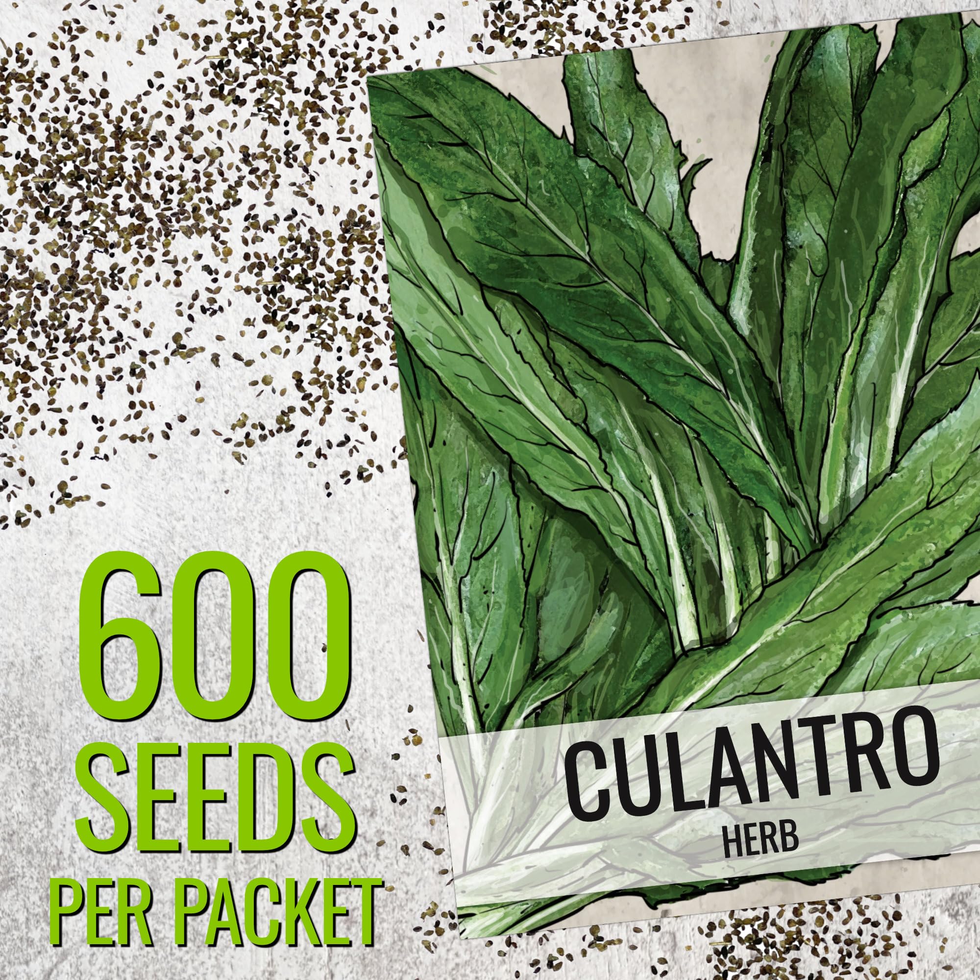 Culantro plants in a garden setting