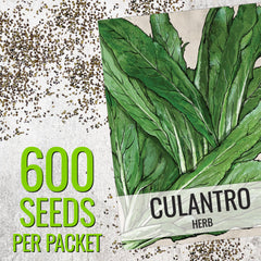 Culantro plants in a garden setting