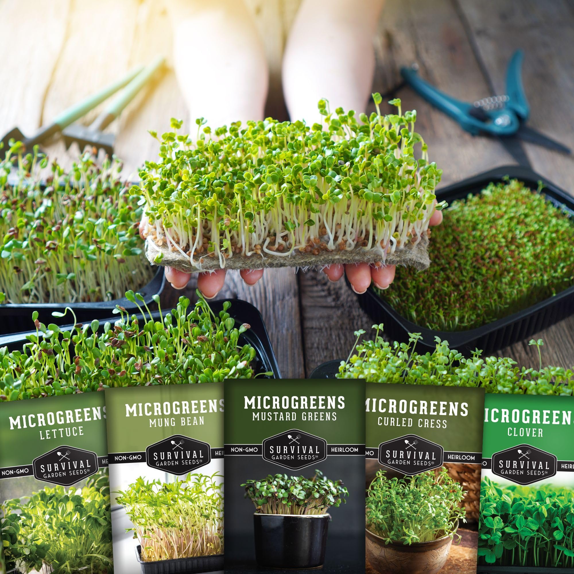 Curled Cress microgreens on a kitchen counter