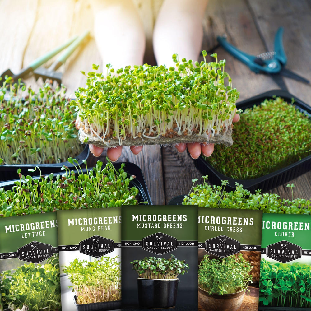 Curled Cress microgreens on a kitchen counter