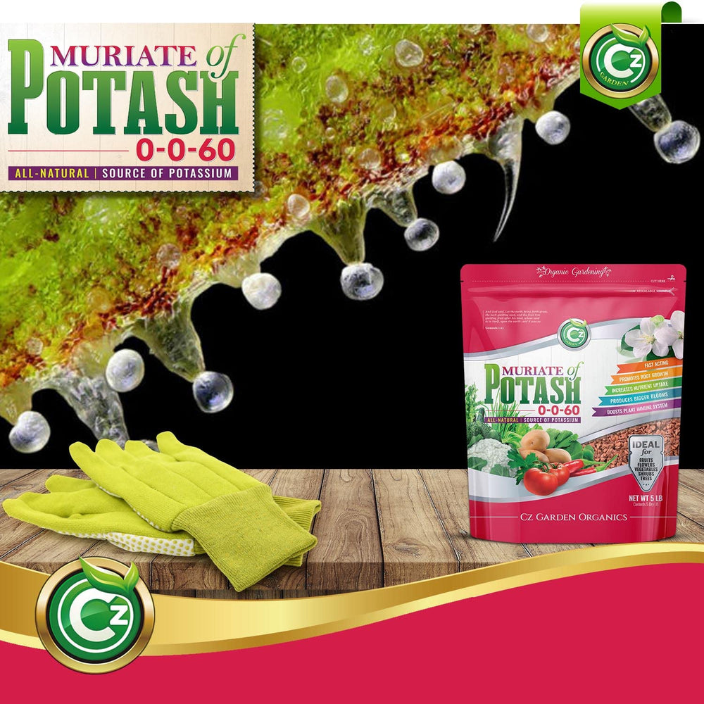 Cz Garden Muriate of Potash application on vegetable plants