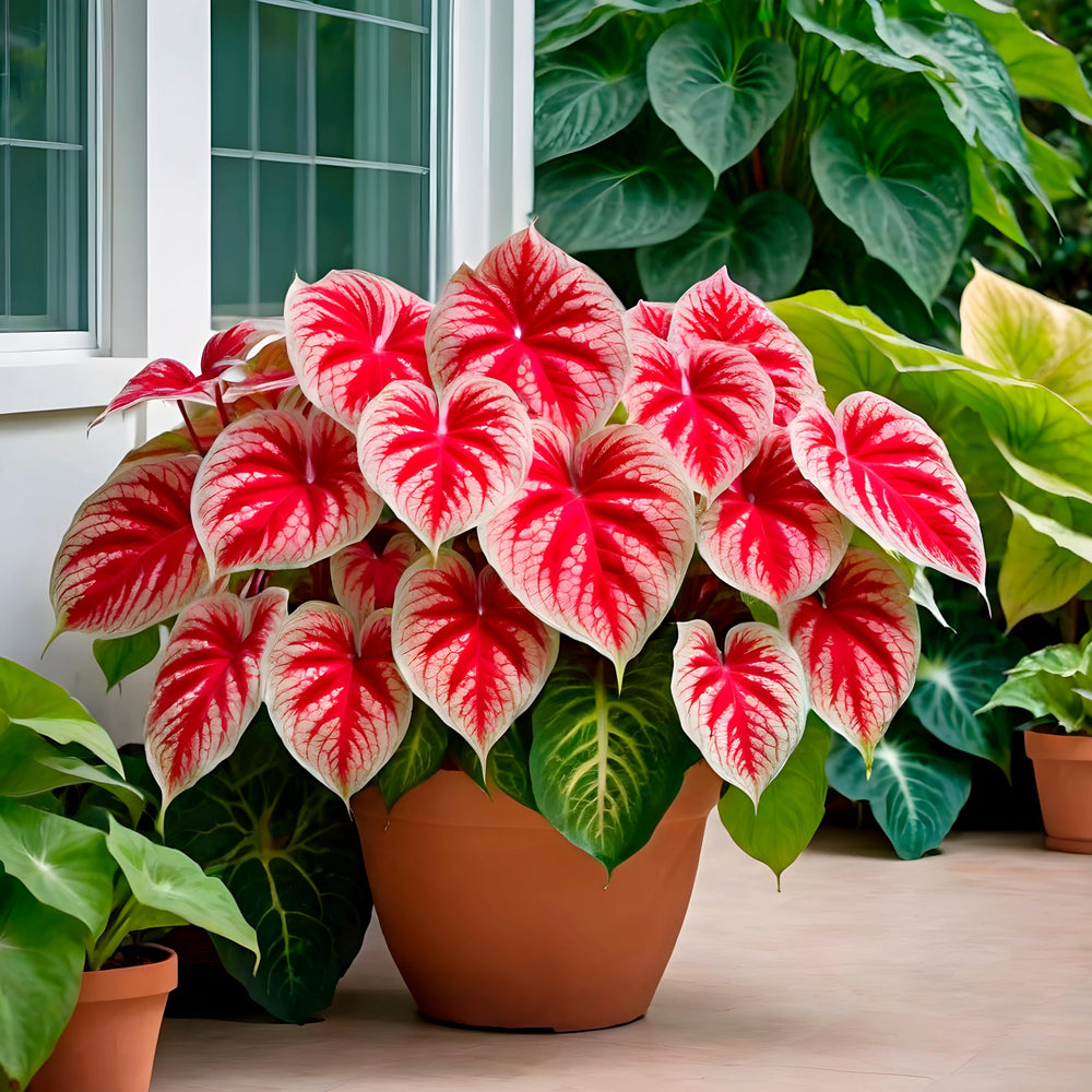 CZ Grain 6 Crimson Sky Caladium Bulbs packaging front view