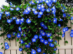 CZ Grain Blue Morning Glory Climbing Vine seeds pack front view