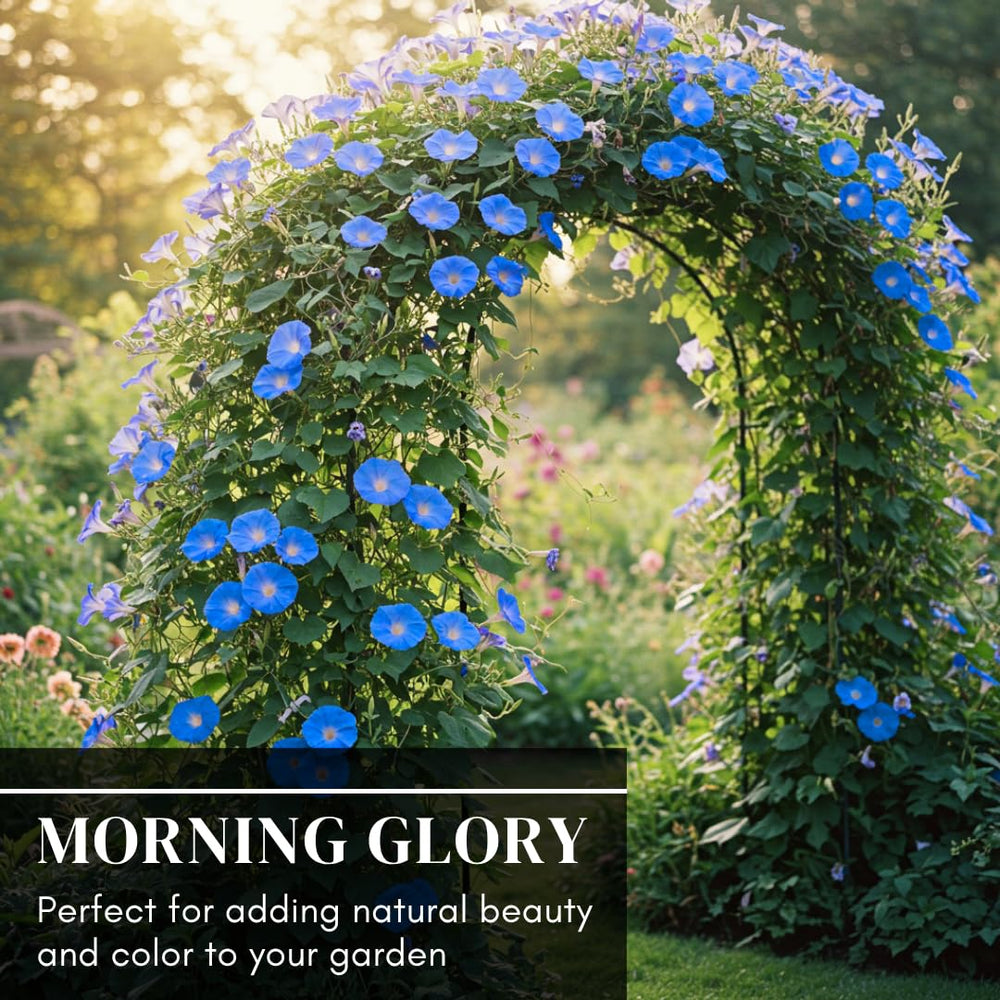 CZ Grain Blue Morning Glory flowers in full bloom