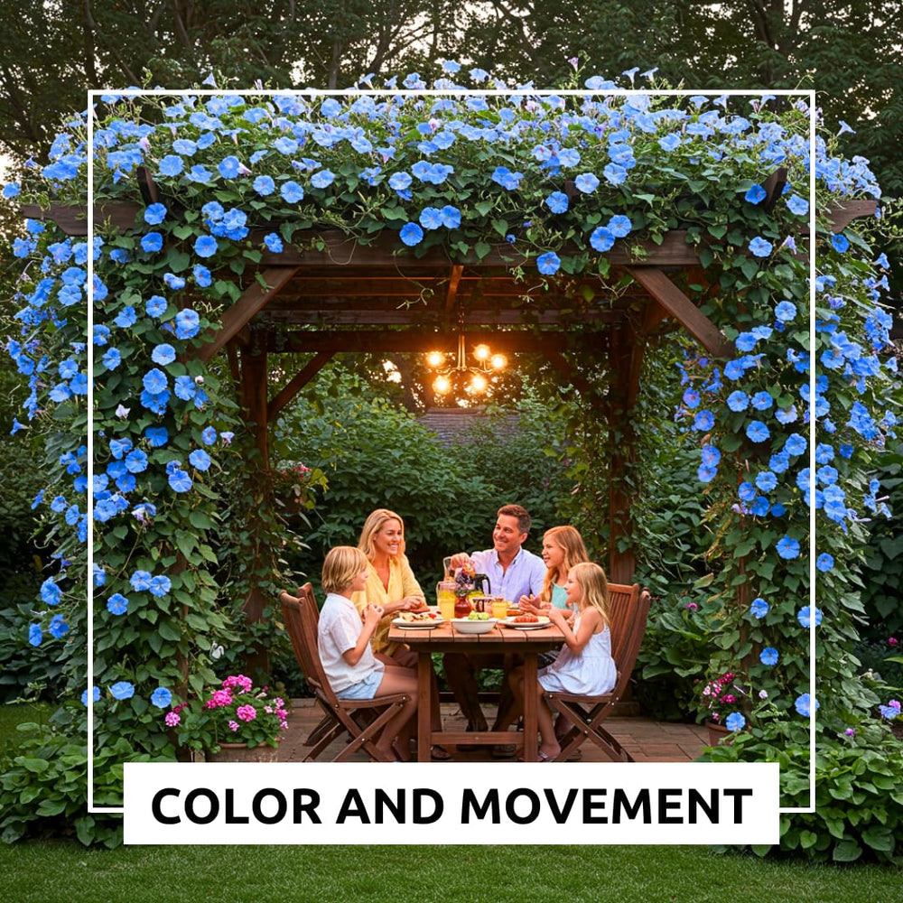 CZ Grain Blue Morning Glory vine climbing on trellis