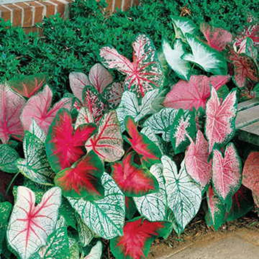 CZ Grain Caladium Bulbs Fancy Mix pack of 10 with colorful leaves