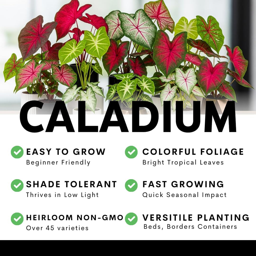 CZ Grain Caladium Bulbs in a container setting