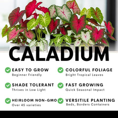 CZ Grain Caladium Bulbs in a container setting