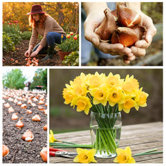 CZ Grain Large Flowering Daffodil Bulbs side view