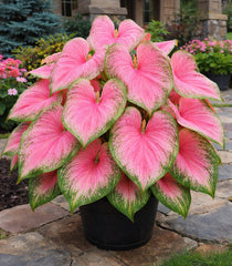CZ Grain Pink Princess Caladium bulbs package front view