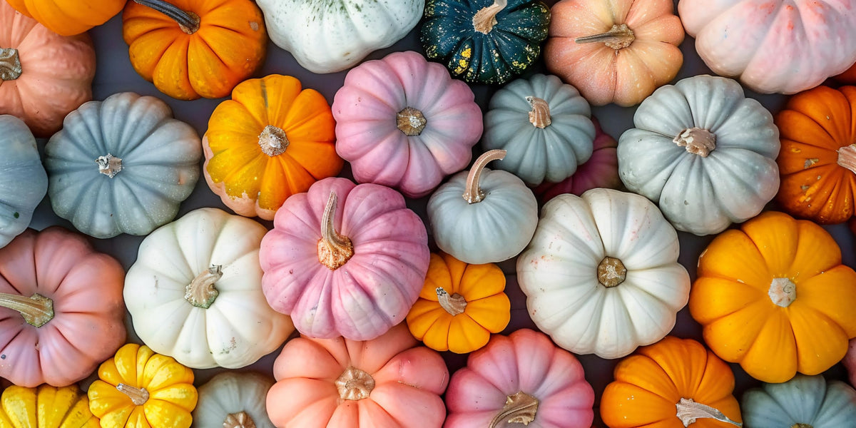 CZ Grain Pumpkin Patch Seeding Kit packaging front view