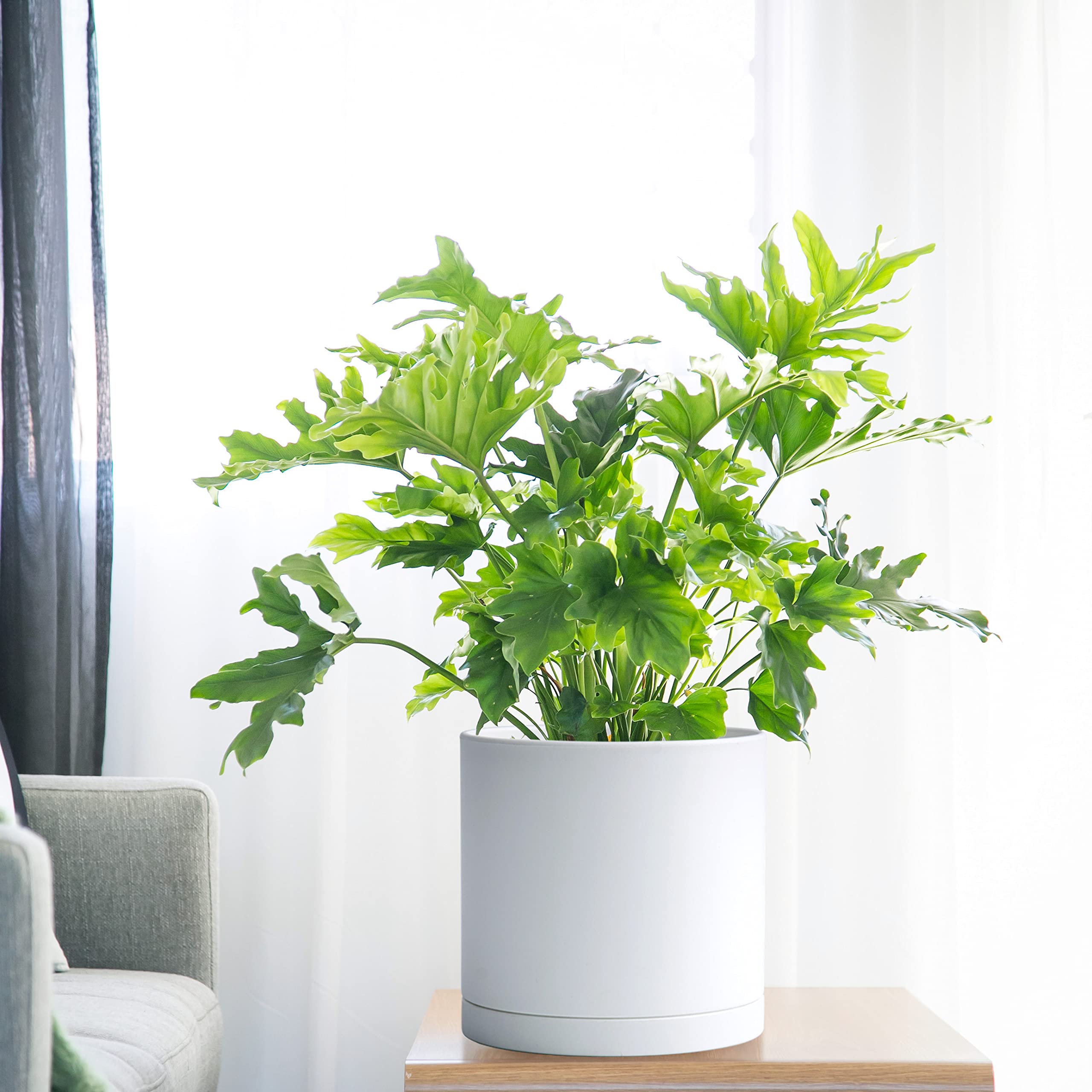 D'vine Dev 10 Inch Plastic Planter Pot with mesh net