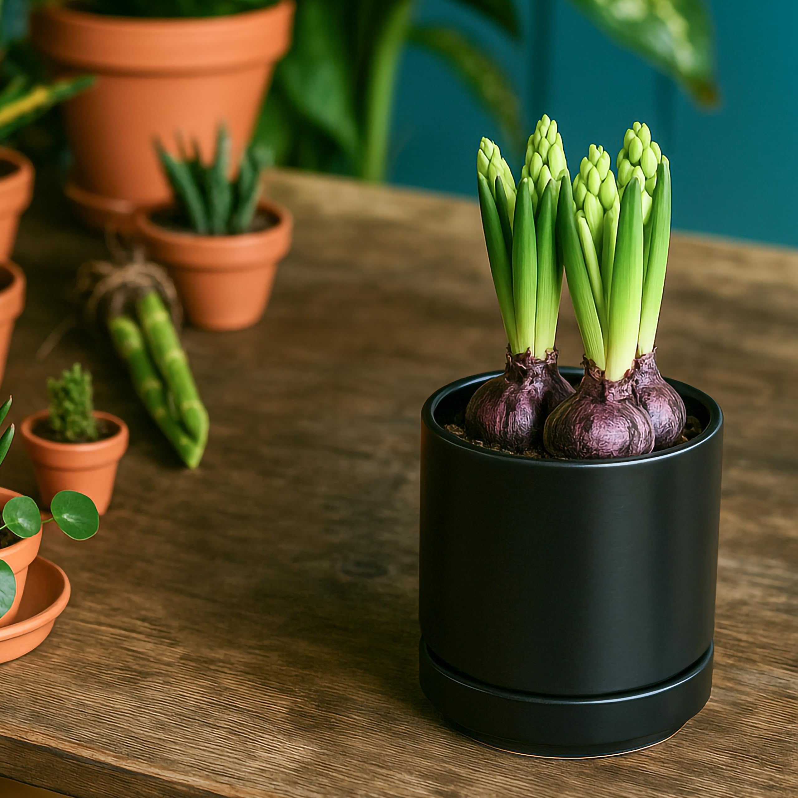 D'vine Dev 2-Pack Ceramic Pots with Saucers, Black, accessories included