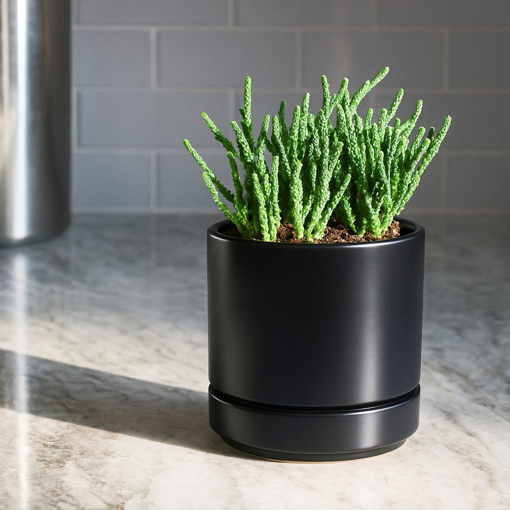 D'vine Dev 2-Pack Ceramic Pots with Saucers, Black, in a garden setting