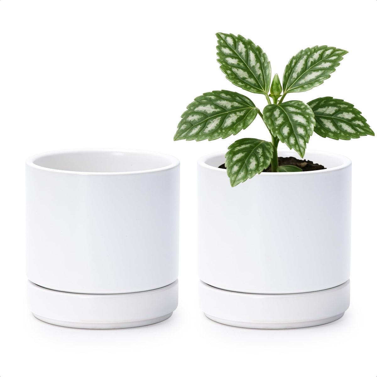 D'vine Dev 2-Pack Ceramic Pots with Saucers front view, white
