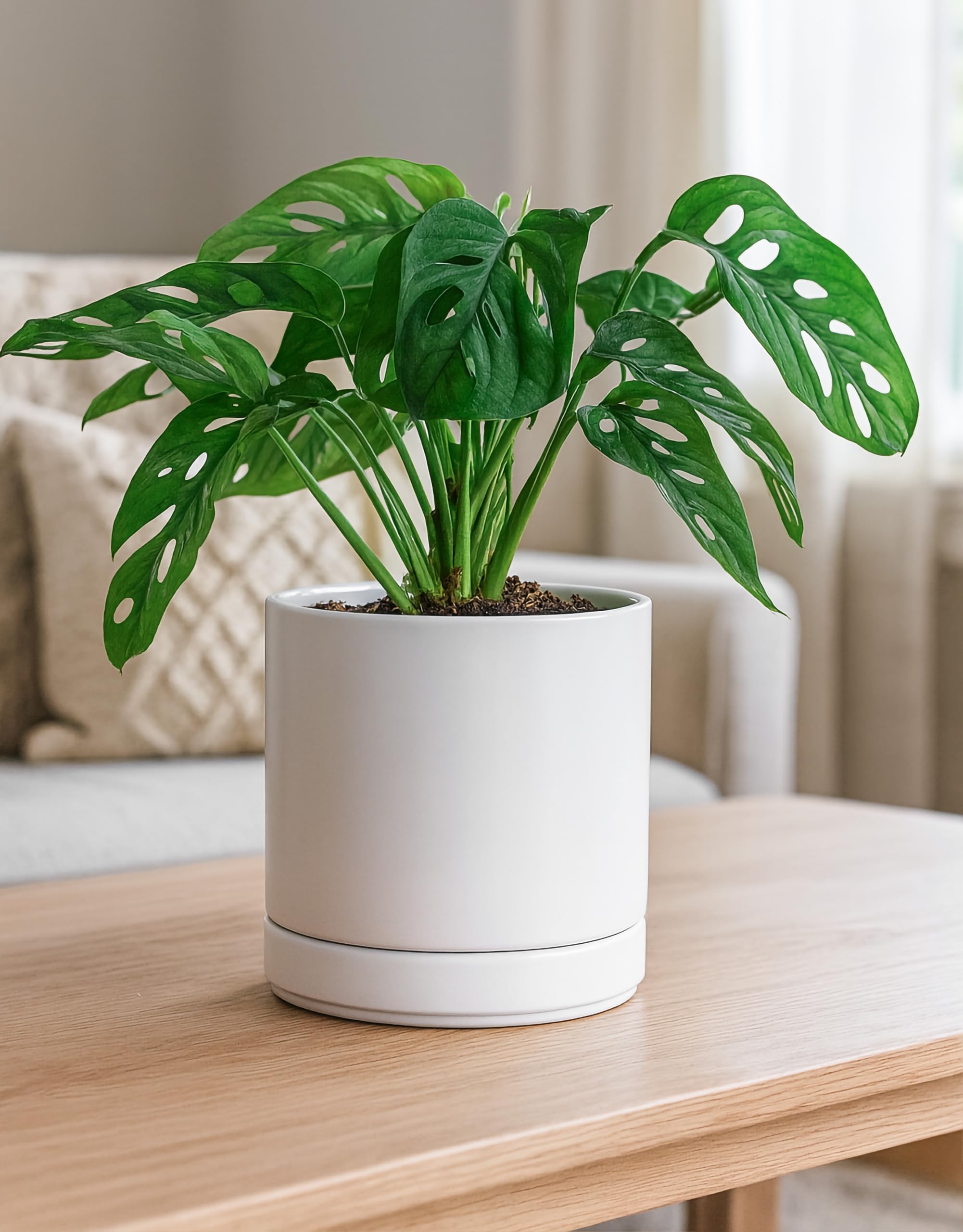 D'vine Dev 6.5 Inch ceramic planter pot on a table