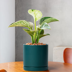 D'vine Dev 6 Inch Teal Ceramic Planter Pot with saucer