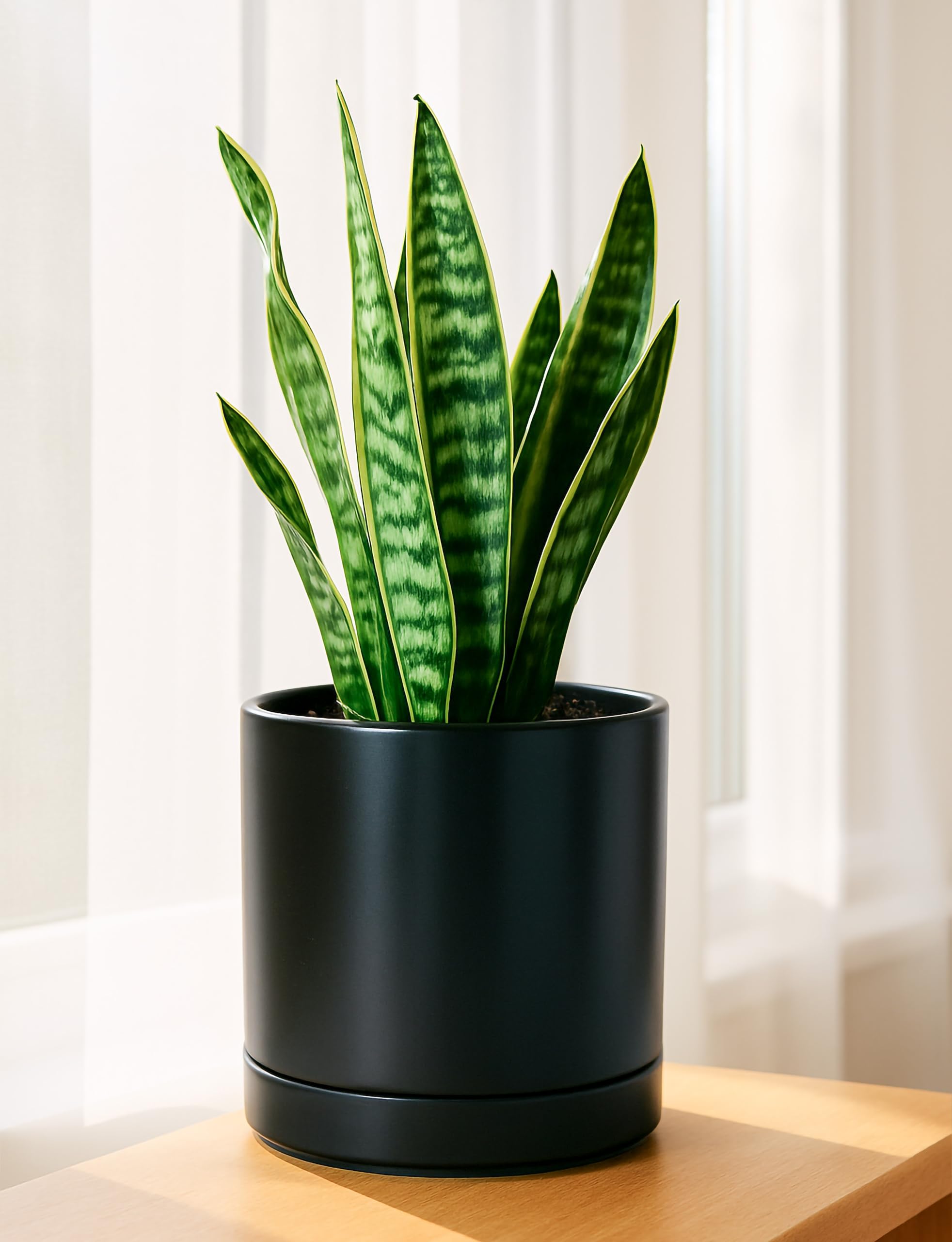 D'vine Dev 8.2 inch black ceramic planter pot side view
