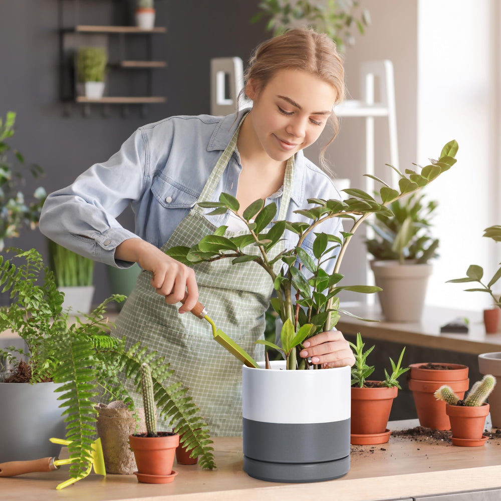 D'vine Dev 8.2 Inch Ceramic Planter Pot with a plant inside