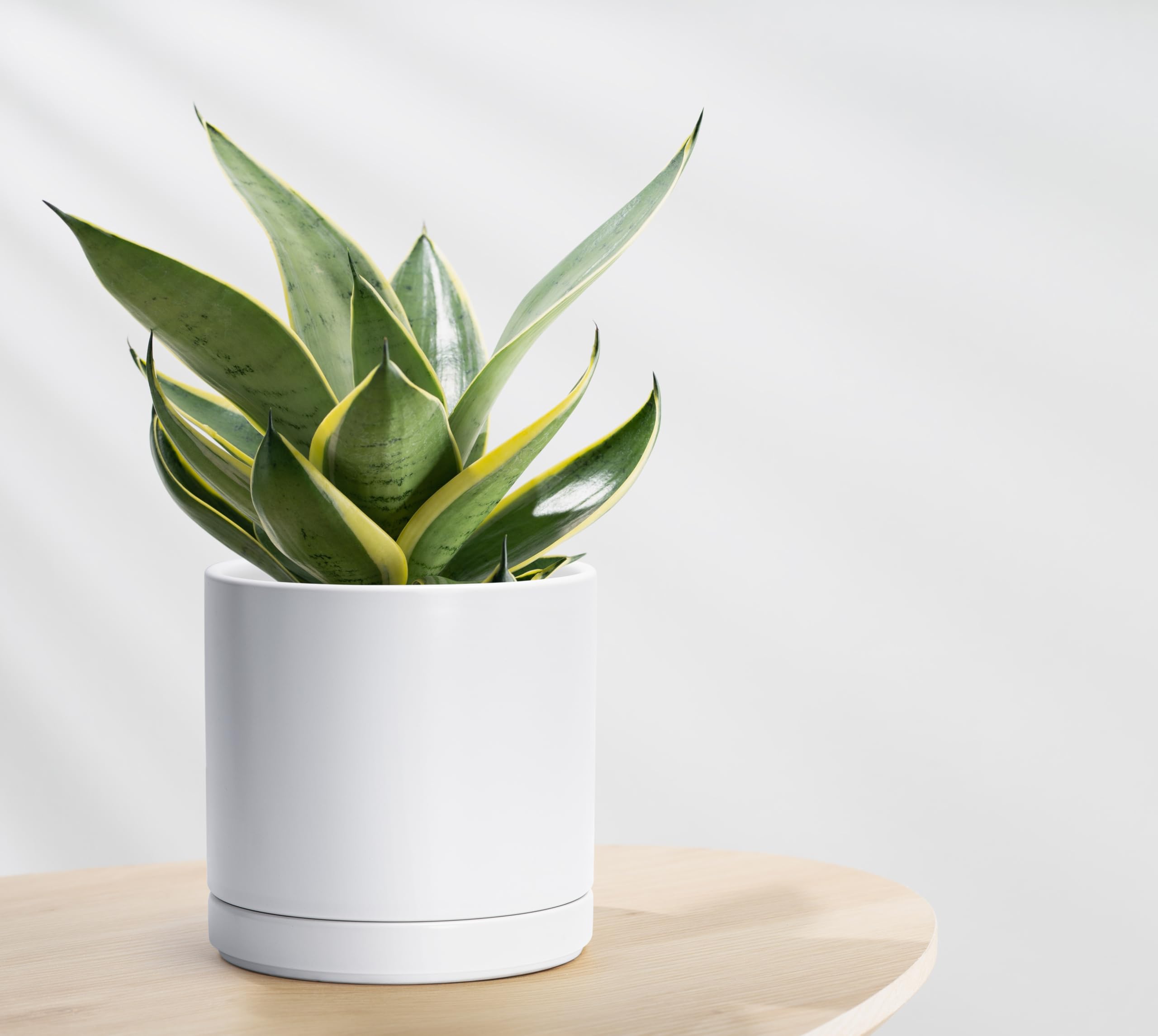 D'vine Dev 8.2 Inch planter with included accessories on a table