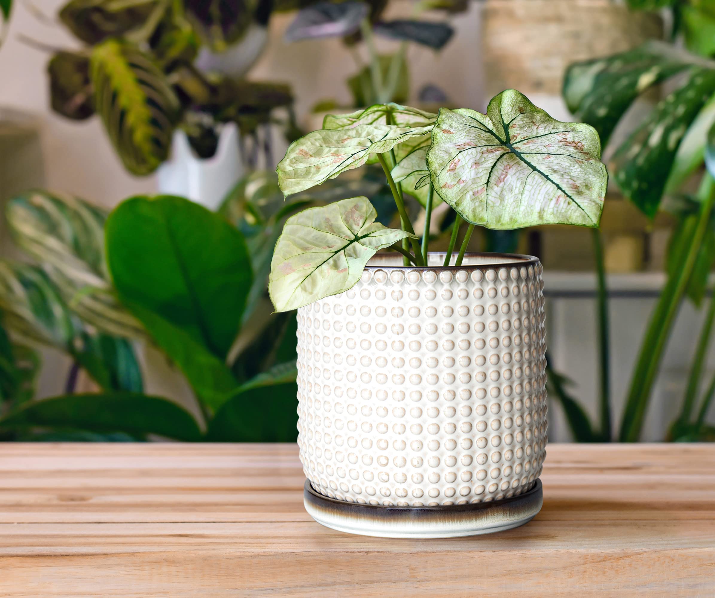 D'vine Dev Beaded Ceramic Pot on a wooden table