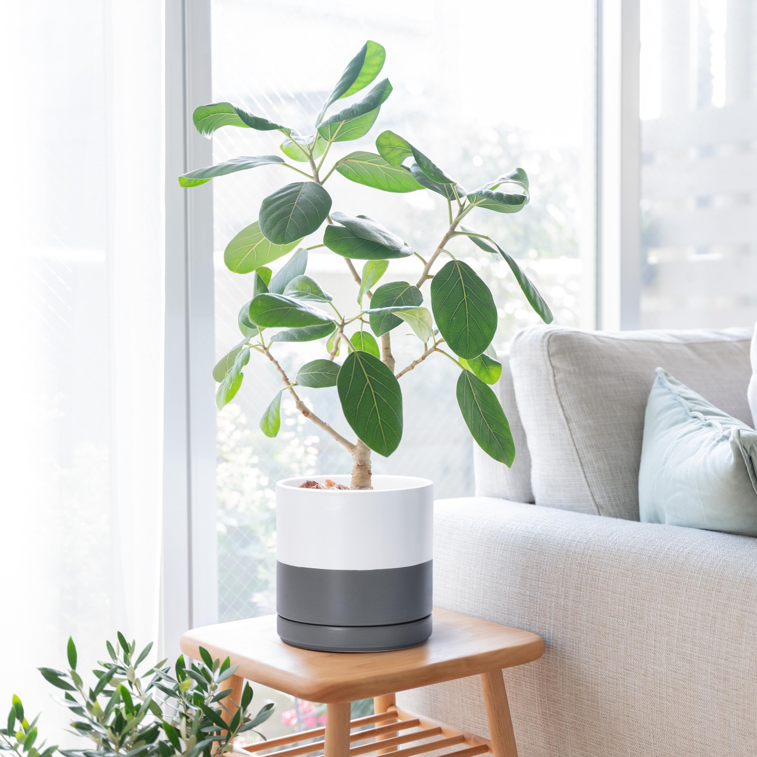 D'vine Dev Ceramic Planter Pot on a tabletop display
