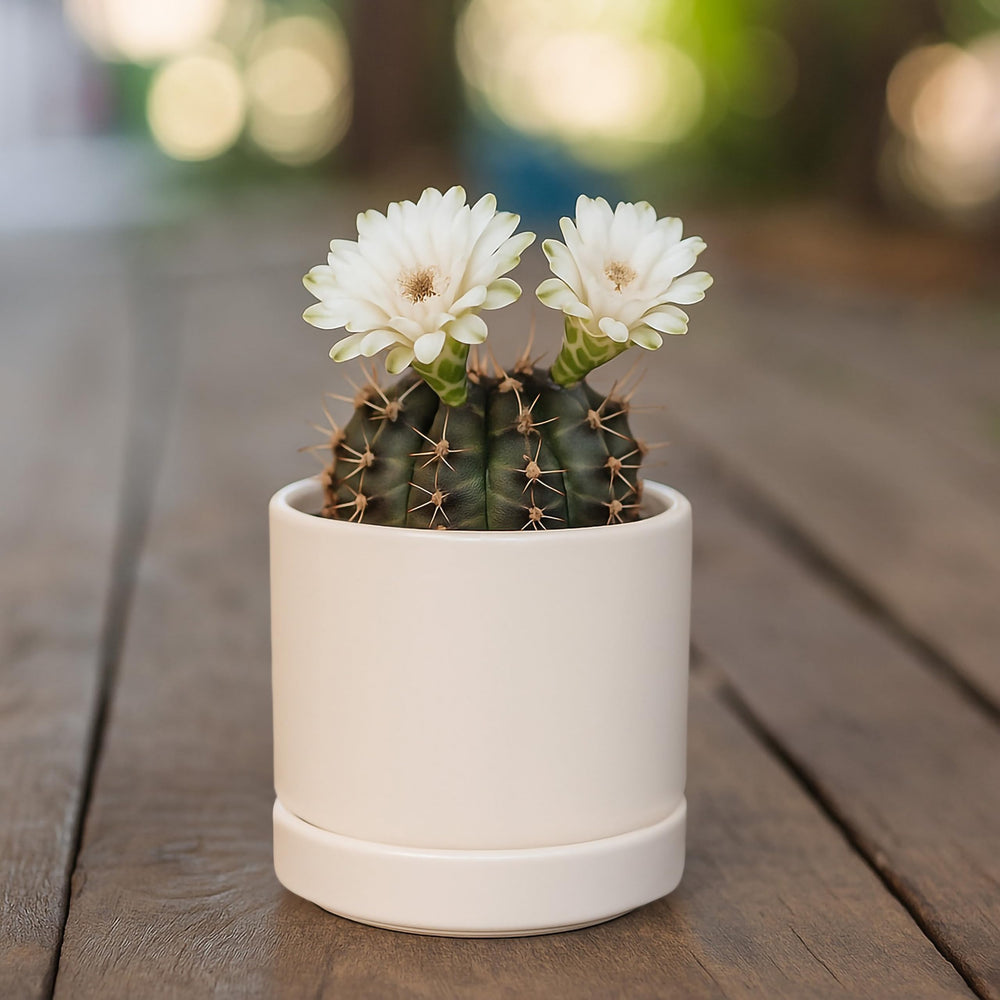D'vine Dev Ceramic Planter Pot with a succulent inside