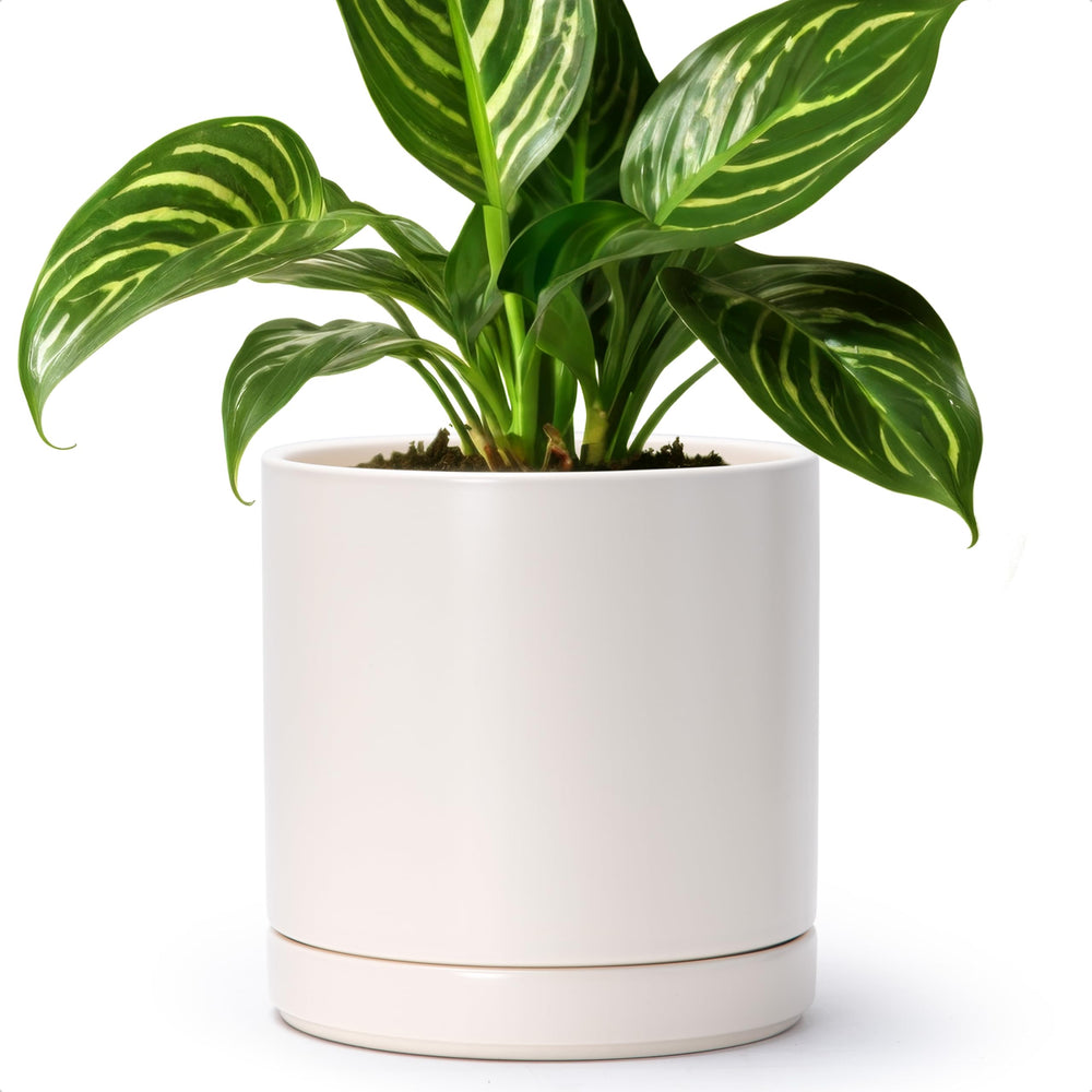 D'vine Dev Ceramic Planter Pot with plant inside