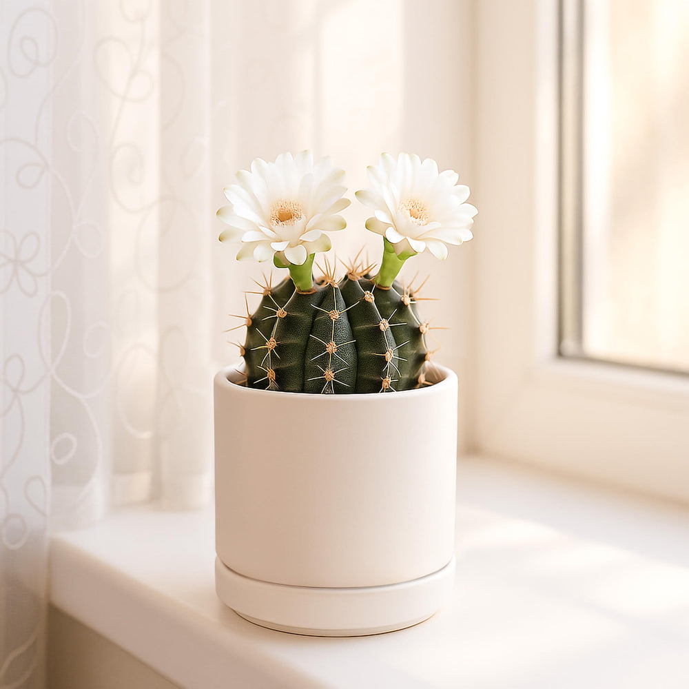 D'vine Dev Ceramic Pot on tabletop with pads