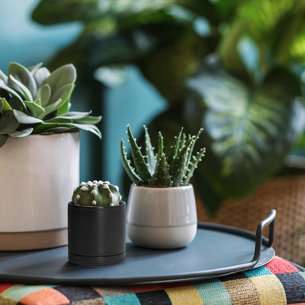 D'vine Dev ceramic pot side view with plant