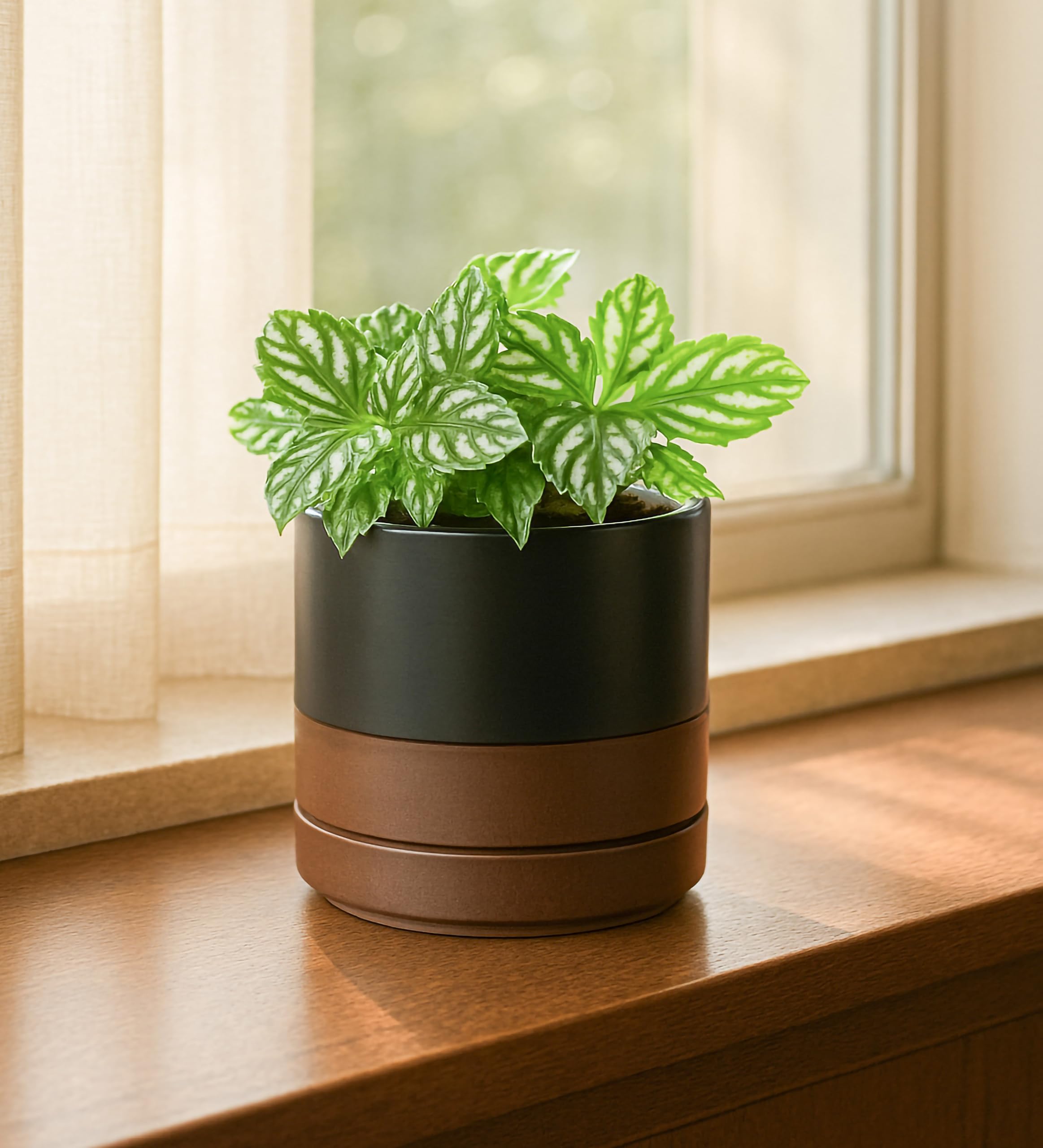 D'vine Dev ceramic pot with matching saucer in black and tan