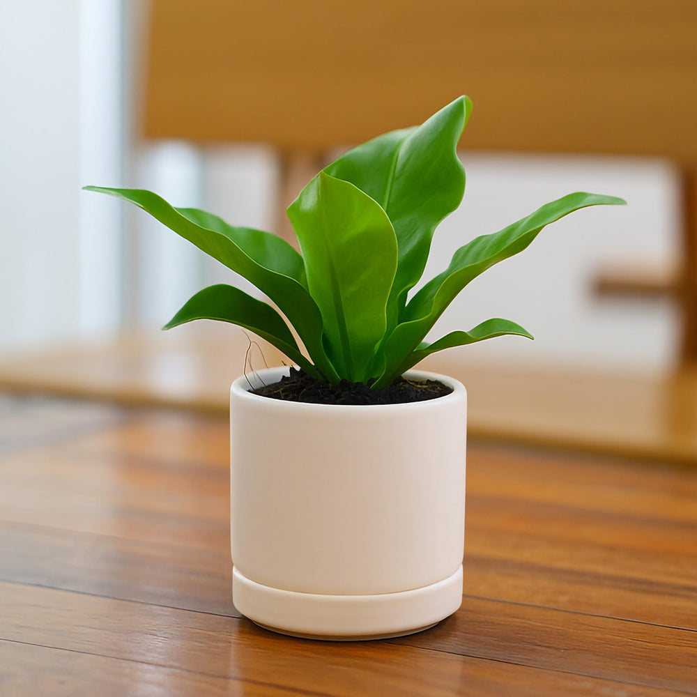 D'vine Dev Ceramic Pot with Saucer, side view