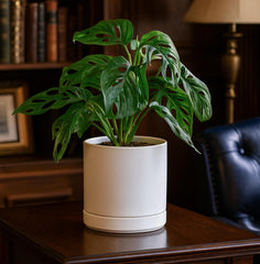 D'vine Dev ceramic pot with saucer, side view
