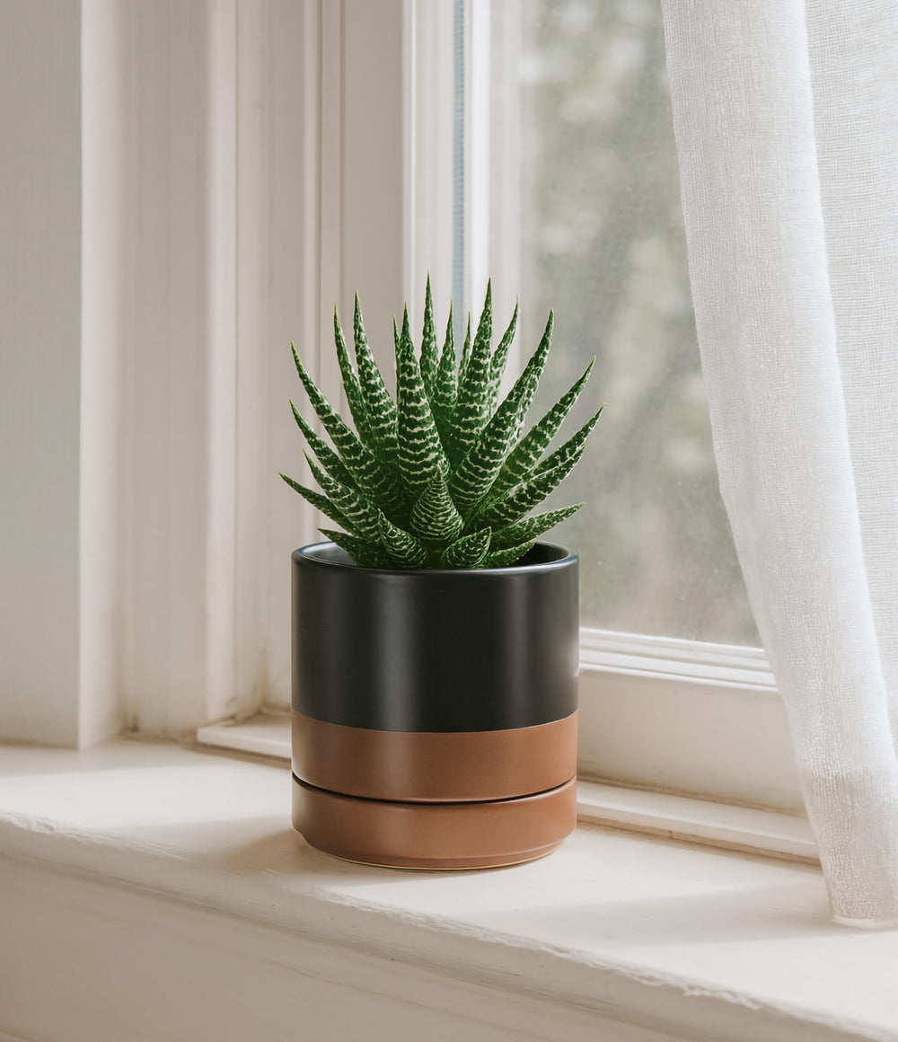 D'vine Dev ceramic pots displayed with indoor plants